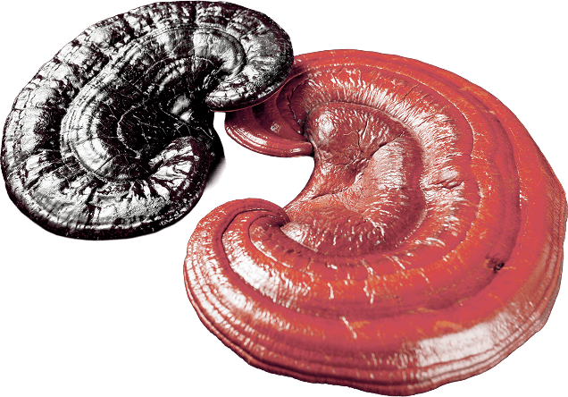 Reishi
